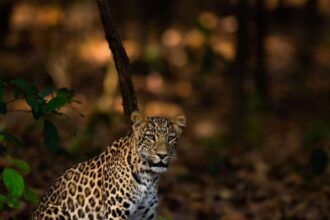 संगमेश्वर